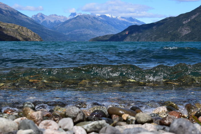 Patagonia chubutense