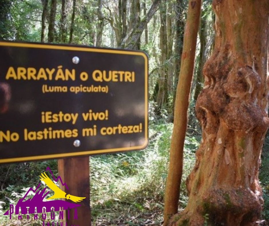 Arrayán en el Parque Nacional Lago Puelo