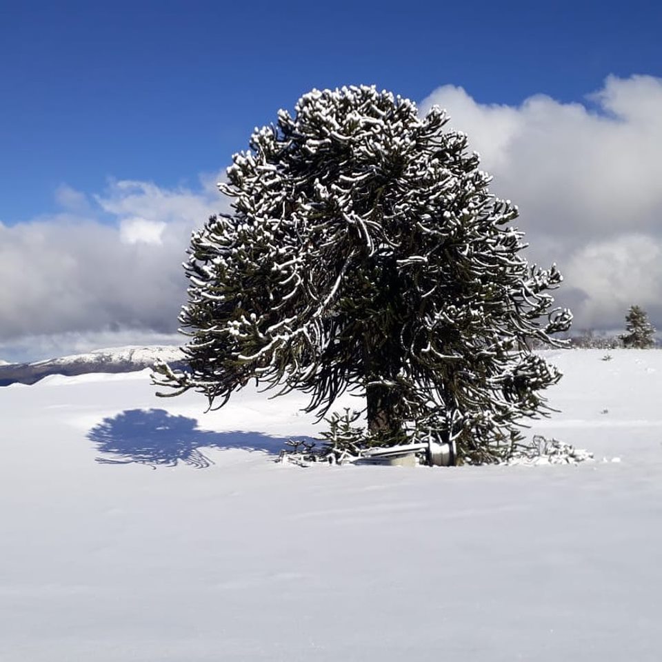 árbol en el cerro