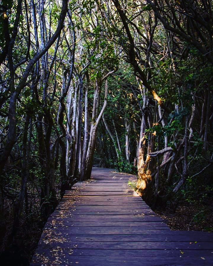 Bosque de las sombras, Parque Nacional Lago Puelo