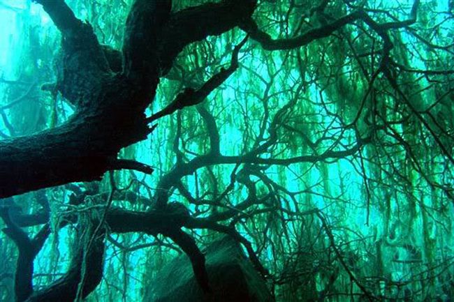 arbol sumergido en el bosque de villa traful