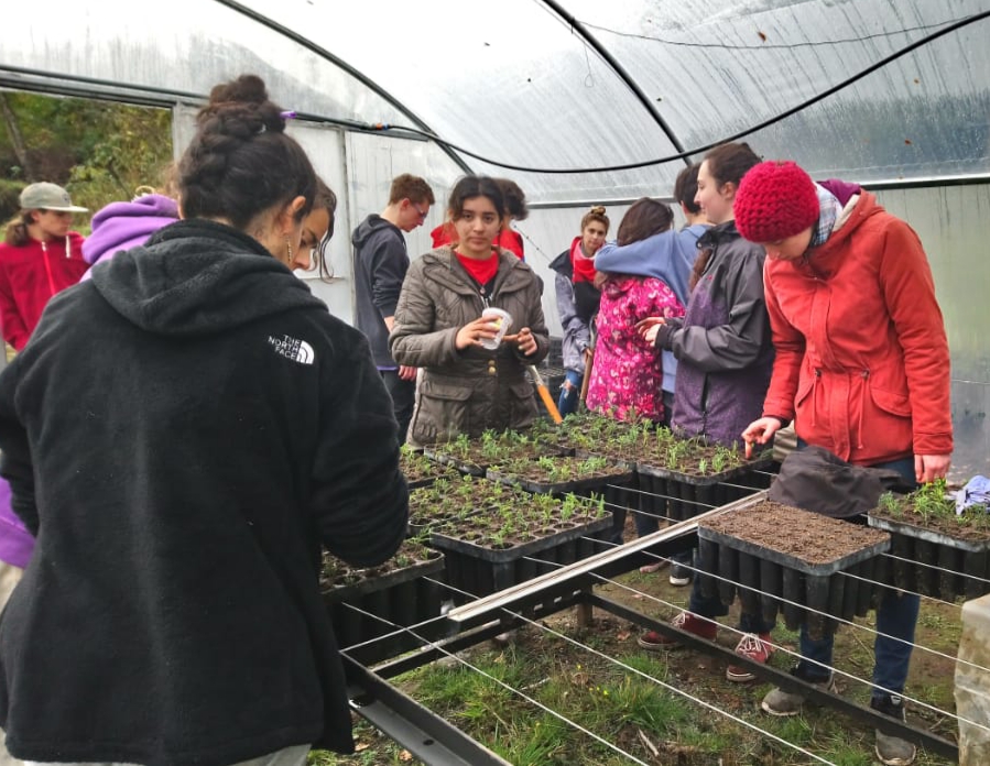 Plantines para la reforestación en la reserva Epuyén