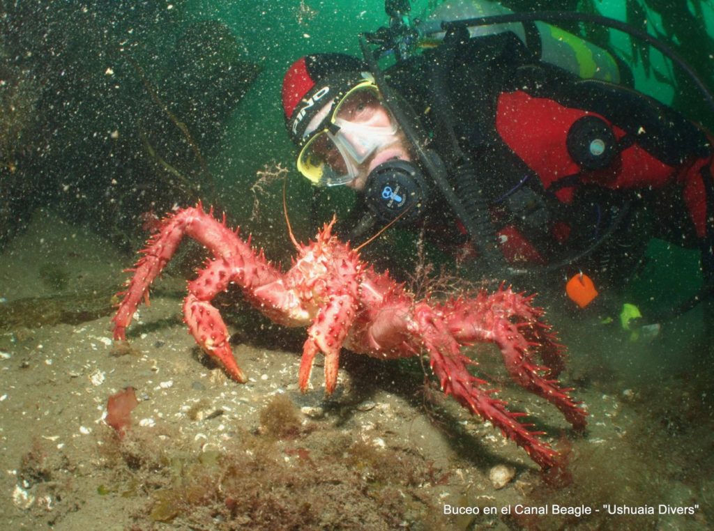 Buzo en el canal de Beagle