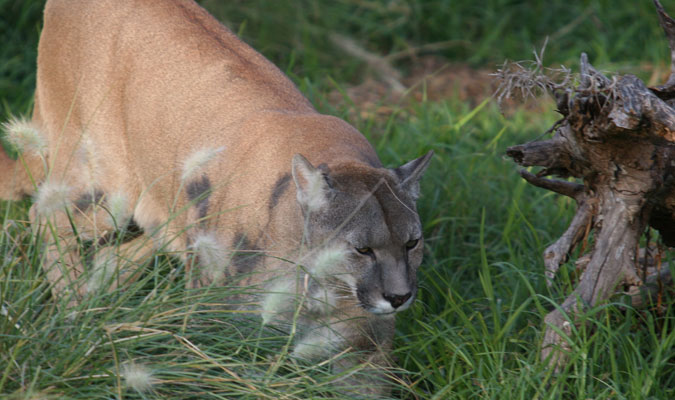 Puma en la Cueva de las Manos