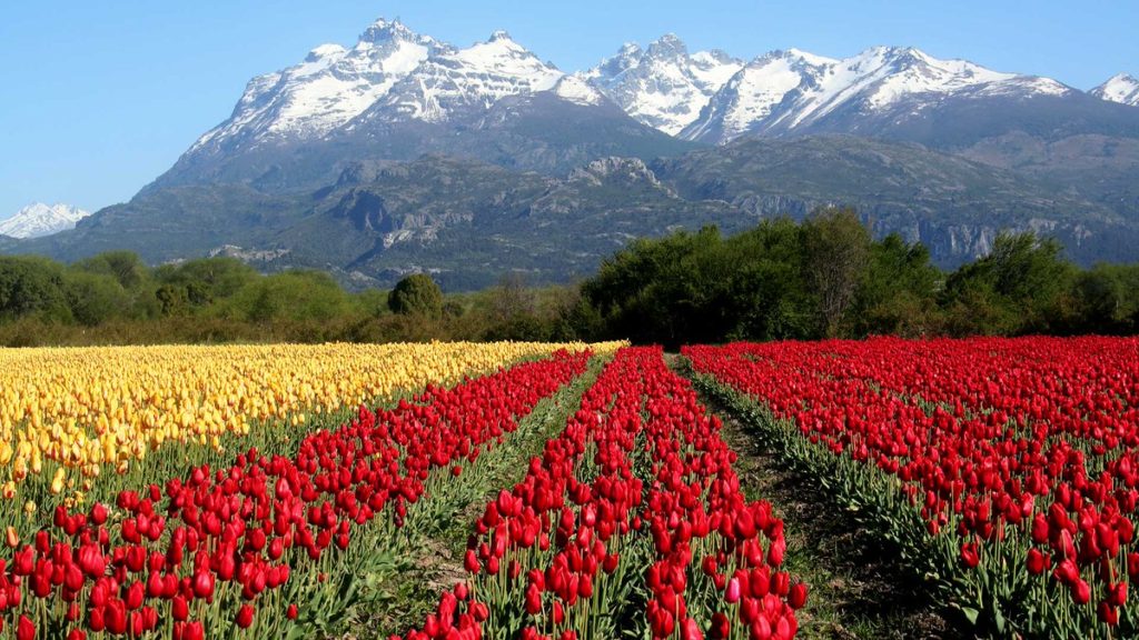 Campo de Tulipanes en Trevelin