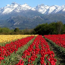 Campo de Tulipanes en Trevelin