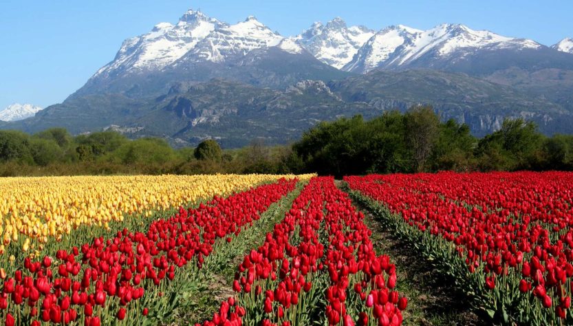 Campo de Tulipanes en Trevelin