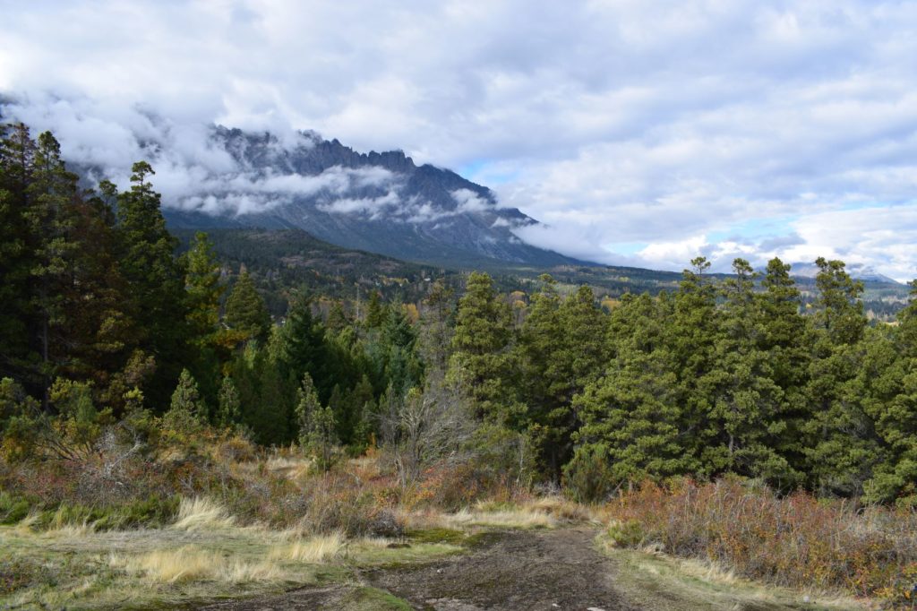 bosque en el Cerro Amigo