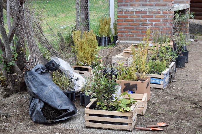 Todas las especies de plantines, en sus respectivos cajones, antes de ser colocados.