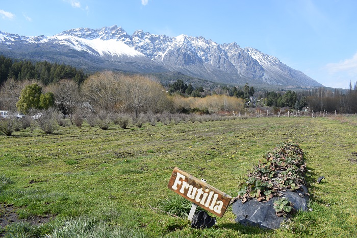 Plantaciones de frutilla de Cabañas Micó