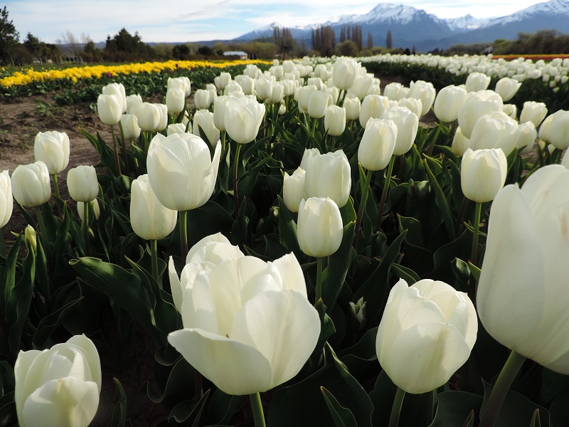 Tulipanes blancos