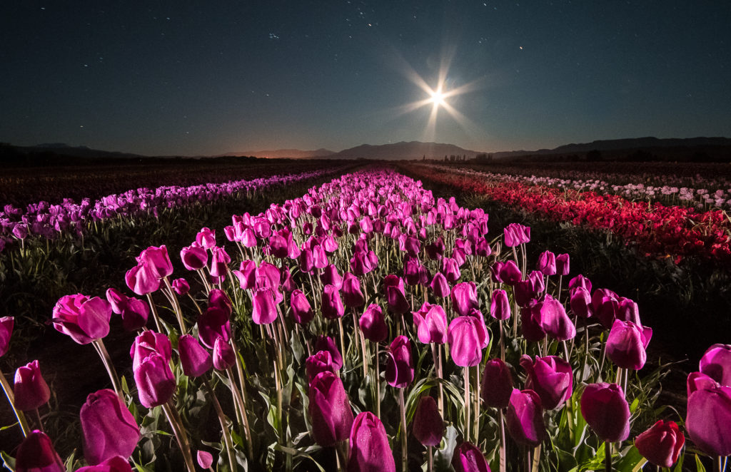 Vista nocturna del campo de tulipanes