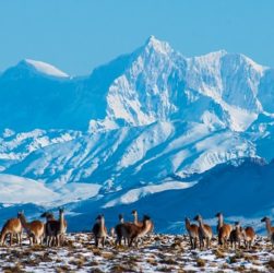 Panorámica del Parque Patagonia, guanacos frente a las montañas nevadas