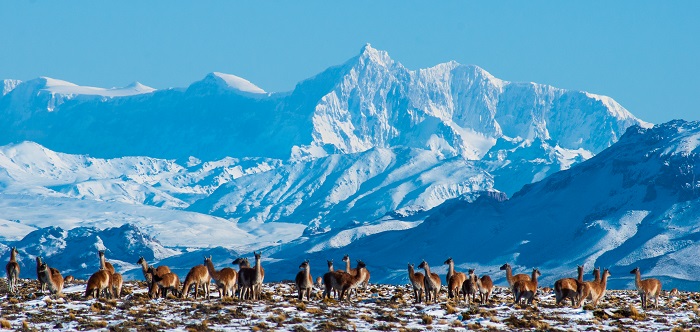 Panorámica del Parque Patagonia, guanacos frente a las montañas nevadas