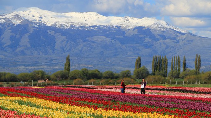 Campo de Tulipanes en Trevelin