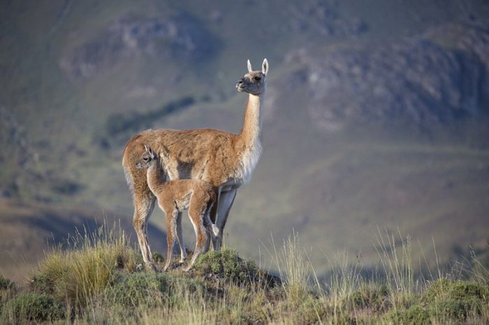 Familia de guanacos en la estepa del Parque Patagonia.