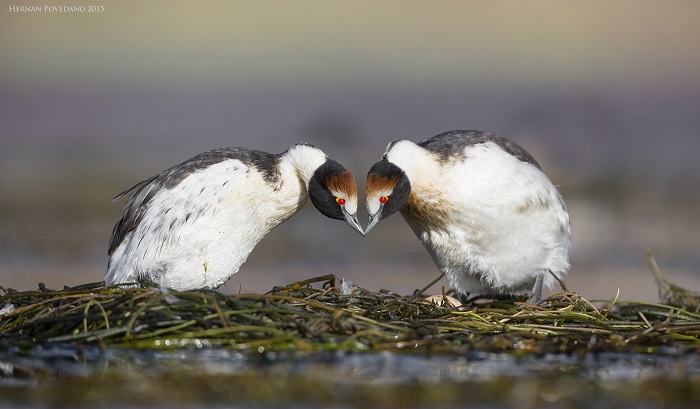 Maca Tobiano