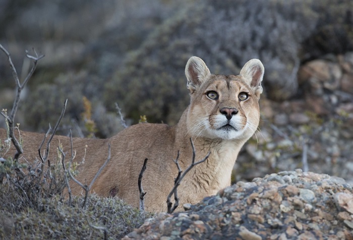 Puma, detrás de una roca, mirando el horizonte frente a la cámara.