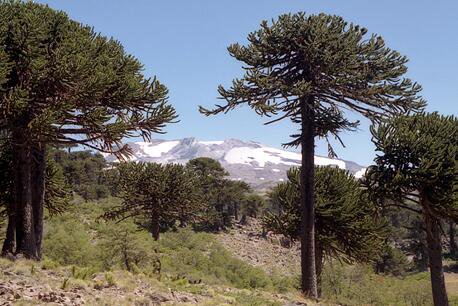 Bosque de araucarias con la montaña nevada de fondo.