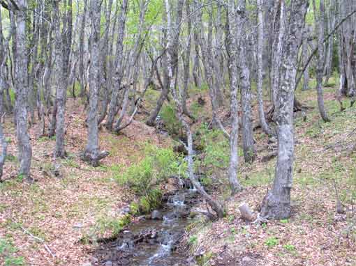 Bosque de roble pellín en la reserva de las lagunas Epulafquen.