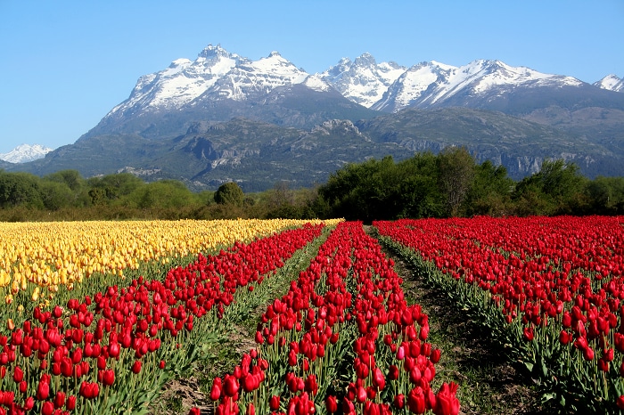 Filas de tulipanes de colores rojo y amarillo con las montañas de fondo