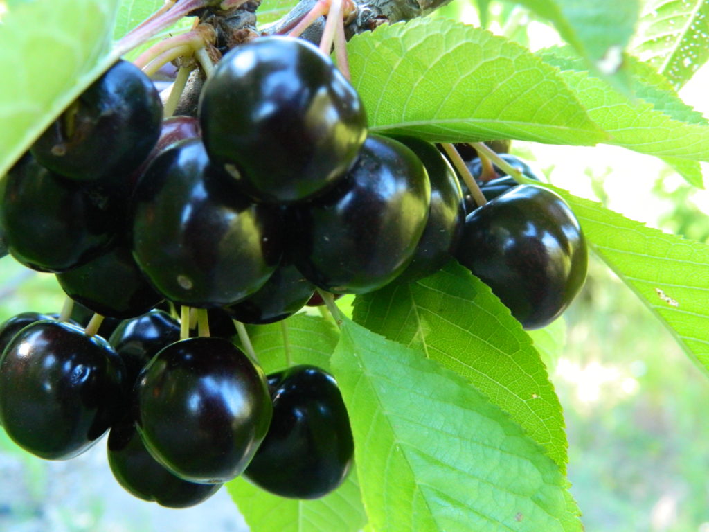 Cerezas durante la temporada de cosecha en Los Antiguos