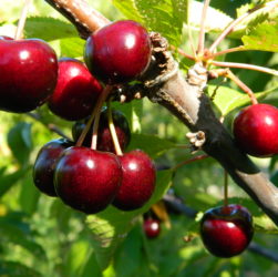 Cerezas rojas durante la temporada de cosecha en Los Antiguos