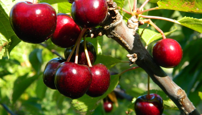 Cerezas rojas durante la temporada de cosecha en Los Antiguos