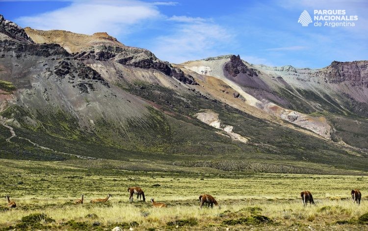 Guanacos pastando con las montañas de fondo.