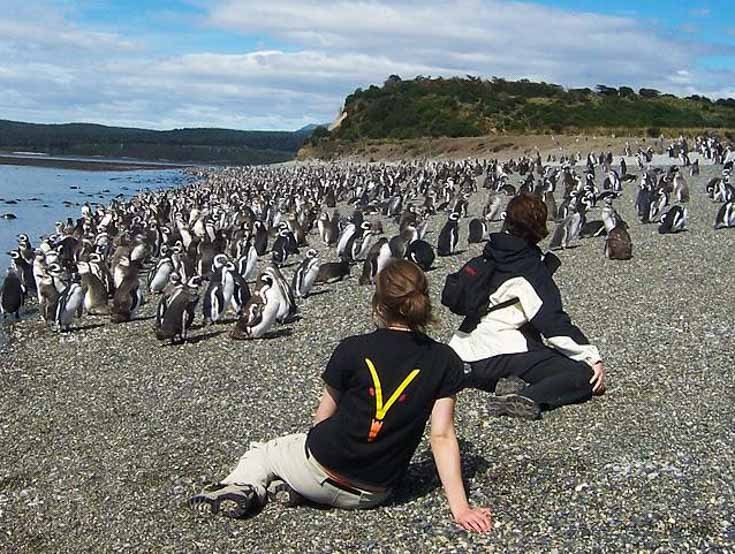 Personas observando a la colonia de pinguinos en la isla Martillo.