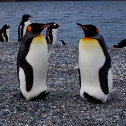 Dos pinguinos emperador mirándose en la Isla Martillo