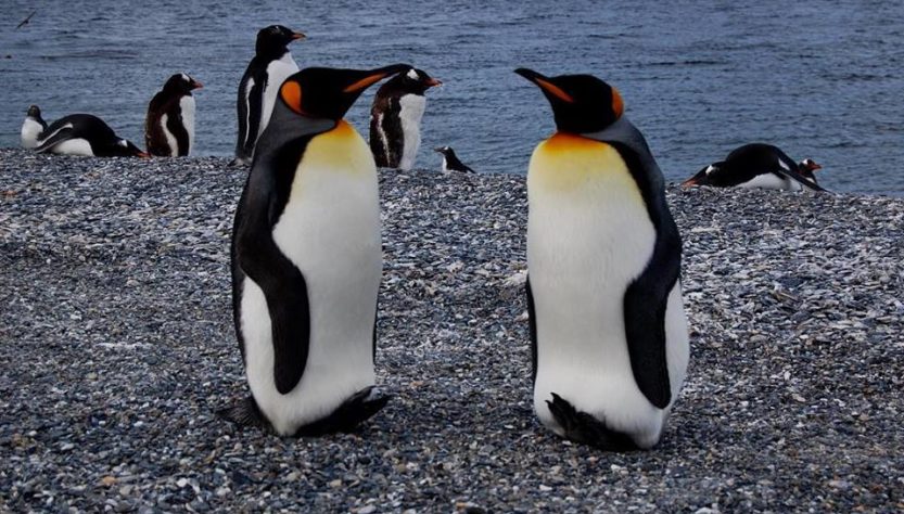 Dos pinguinos emperador mirándose en la Isla Martillo