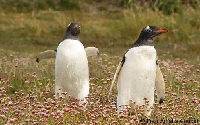 Pareja de pinguinos caminando en la isla Martillo