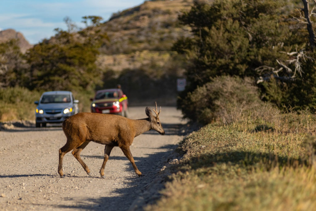 Huemul en reserva lago del Desierto