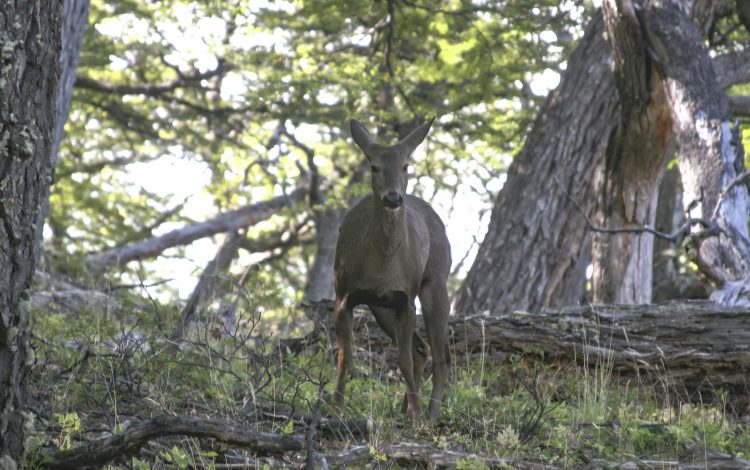 Huemul en Parque Nacional Los Glaciares