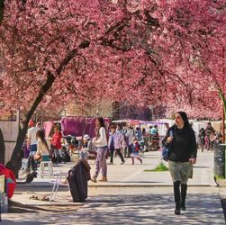 Feria de El Bolsón en primavera