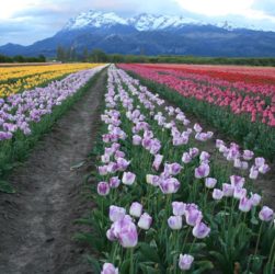 Filas de tulipanes con pasillos en medio y montañas de fondo