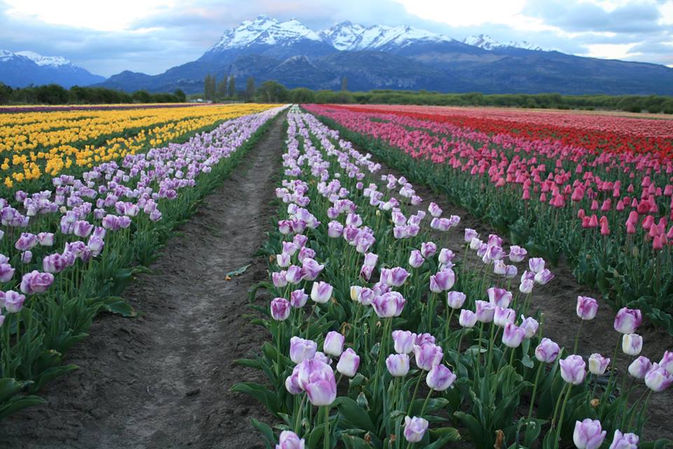 Filas de tulipanes con pasillos en medio y montañas de fondo