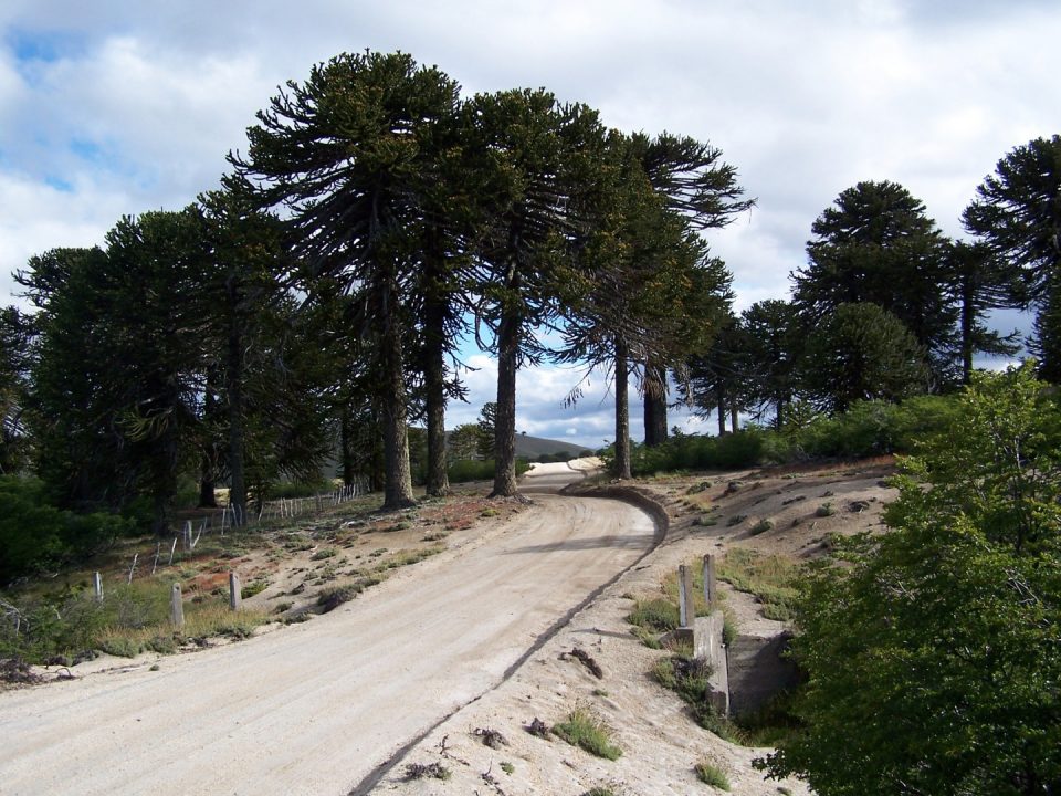 Camino en medio de la Ruta del Pehuén.