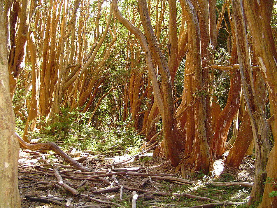 Bosque de árboles en el Parque Nacional Los Arrayanes