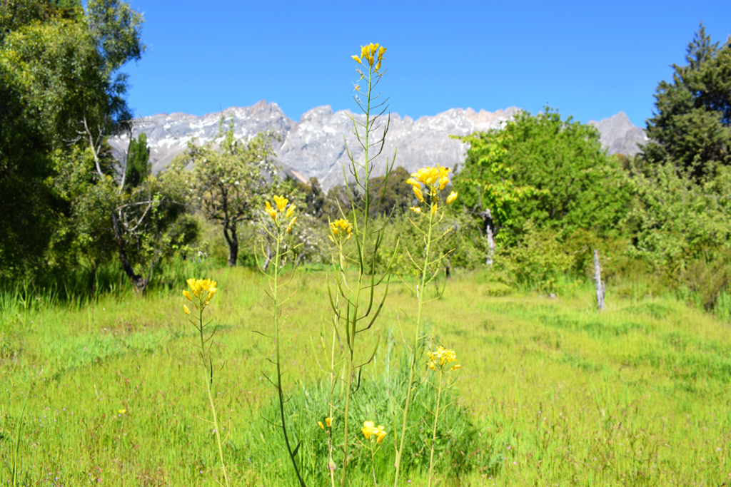 Flores con el piltri detrás