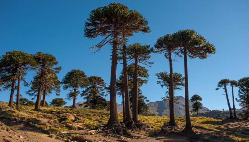 Ruta del Pehuén, árboles de frente