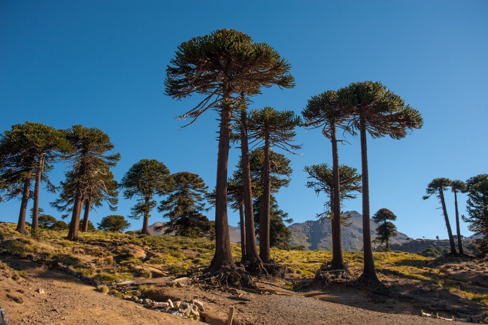 Ruta del Pehuén, árboles de frente