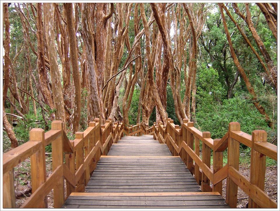 Sendero escalonado del ingreso al Parque Nacional Los Arrayanes