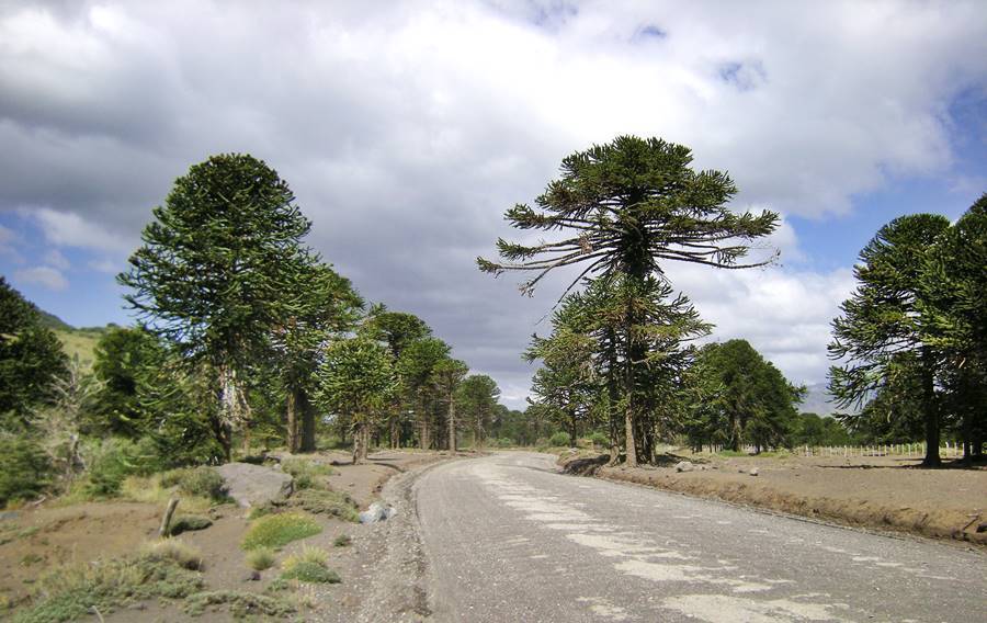 Sendero entre filas de araucarias.