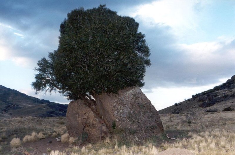 Árbol Milagroso, una de las paradas del circuito promocionado por El Maitén.