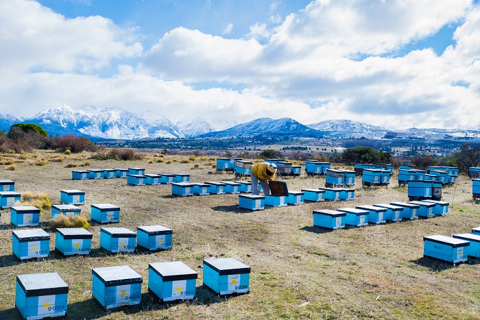 Apiarios de abejas donde se realiza la miel más austral del país, Esquel.