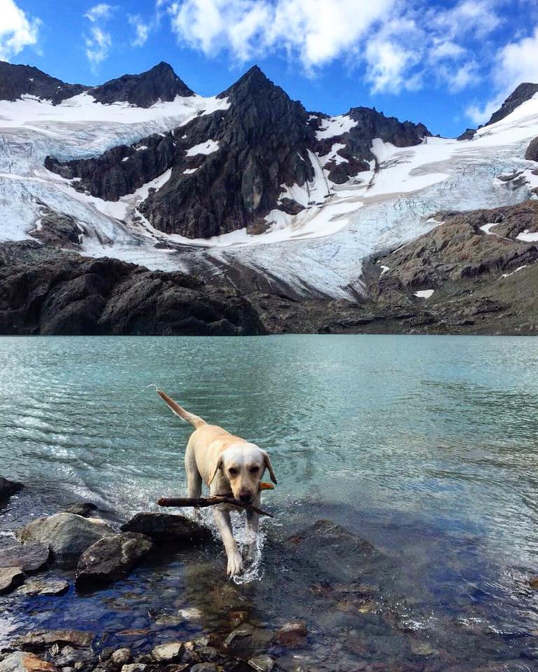 Perro con un palo en la boca saliendo de la laguna frente al glaciar Vinciguerra.