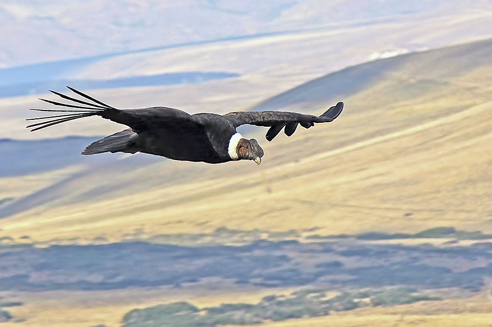 Cóndor en el aire, ave que forma parte del safari fotográfico en Esquel