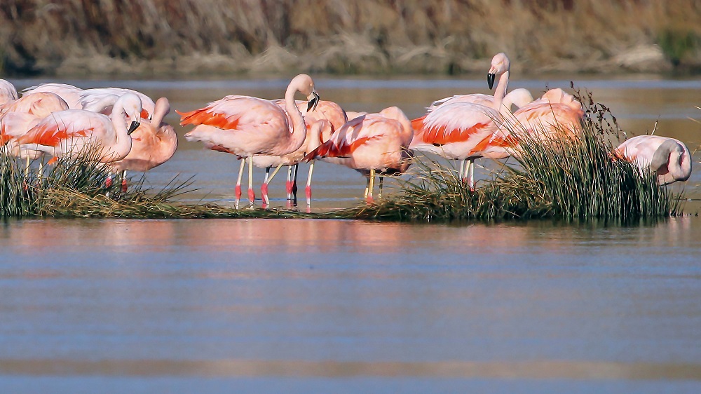 Flamencos en la laguna, uno de los puntos del safari fotográfico en Esquel.